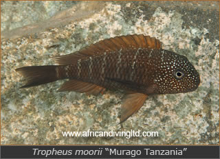 Tropheus moorii Murago Tanzania