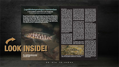 Copy preview URL-link