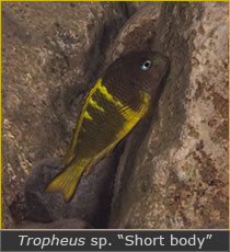 Tropheus Short Body